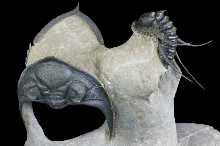 Zlichovaspis Trilobite & Large Leonaspis With Flying Spines #146698